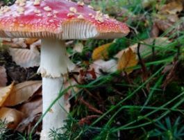 amanita-parque-natural-de-redes
