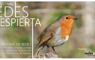 cartel-redes-despierta