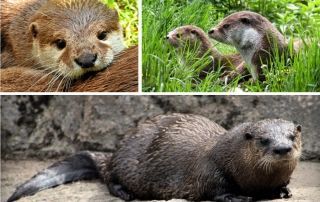 nutria