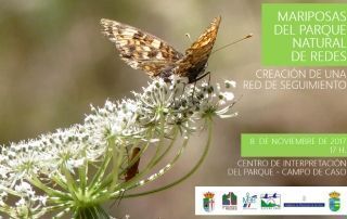Mariposas Redes