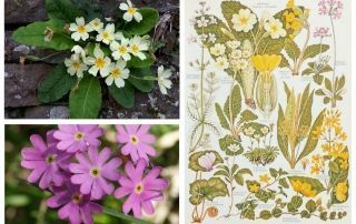 primula-en-redes