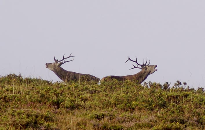 berrea aturruta berrea aturruta