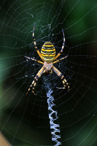 Araña